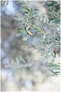 Chateau St Jean Winery Wedding Photos