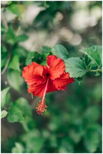 dreams tulum wedding