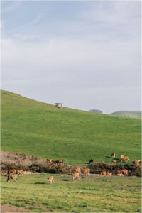 Petaluma maternity session