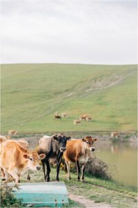 maternity photographer near petaluma