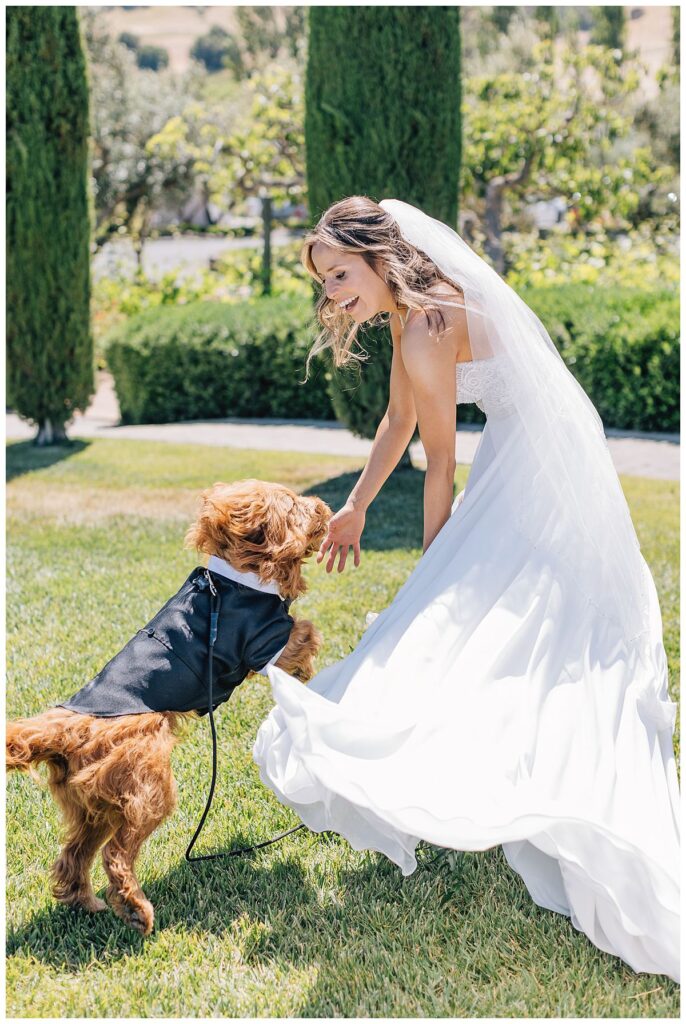 Dog at wedding ceremony 