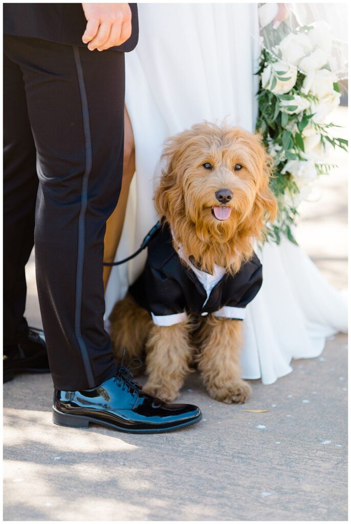Dog at wedding ceremony 