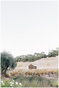 Sonoma County wedding at ru's farm