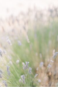 lavender at vine hill house wedding