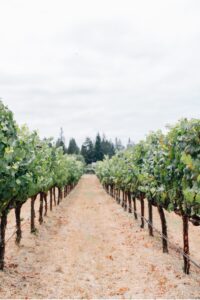 wine country wedding day