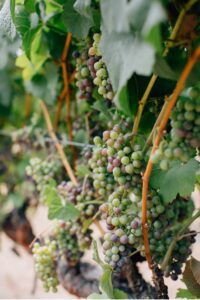 wine country wedding