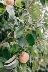 apple trees at vine hill house